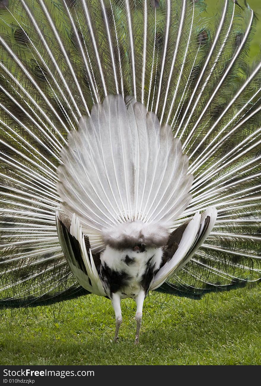 Beautiful peacock in a garden. Beautiful peacock in a garden