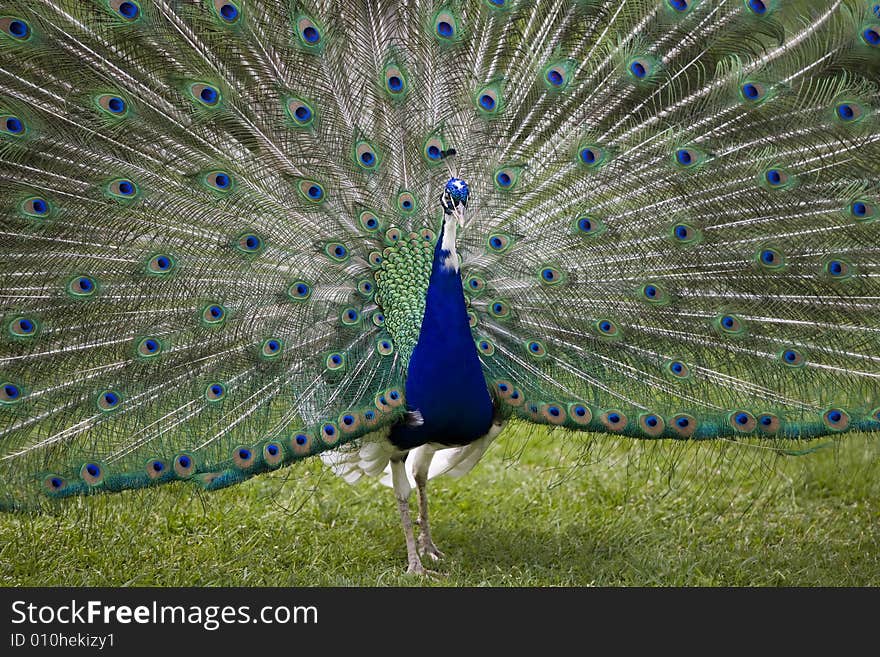 Beautiful peacock in full display. Beautiful peacock in full display