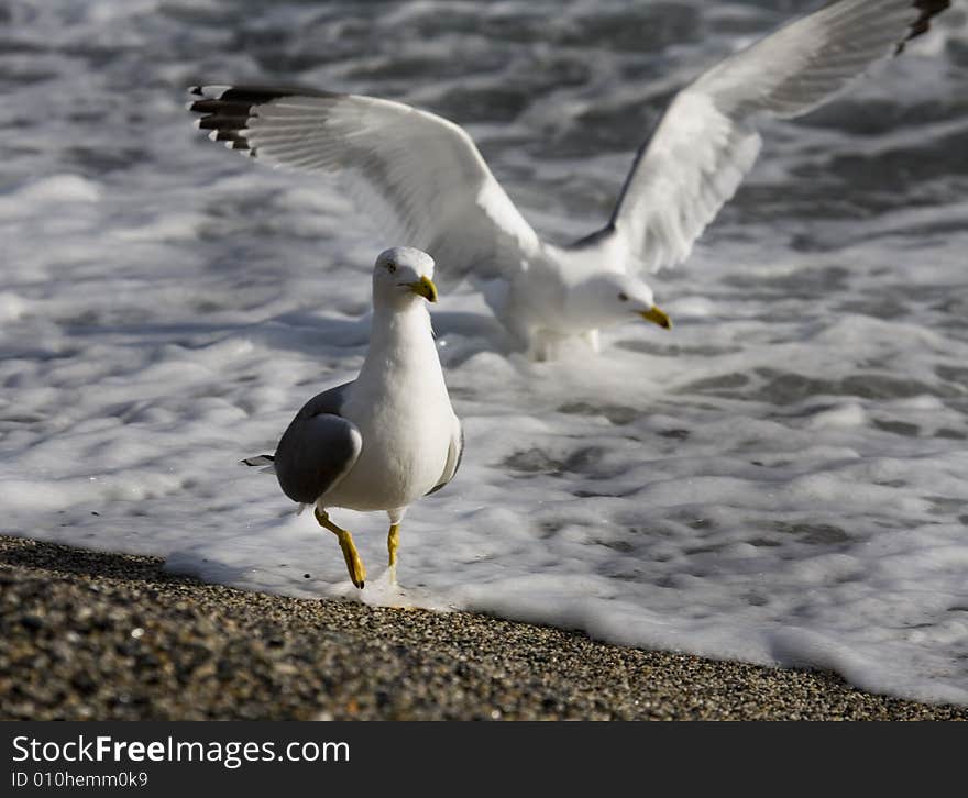 Beach and sea-cobs