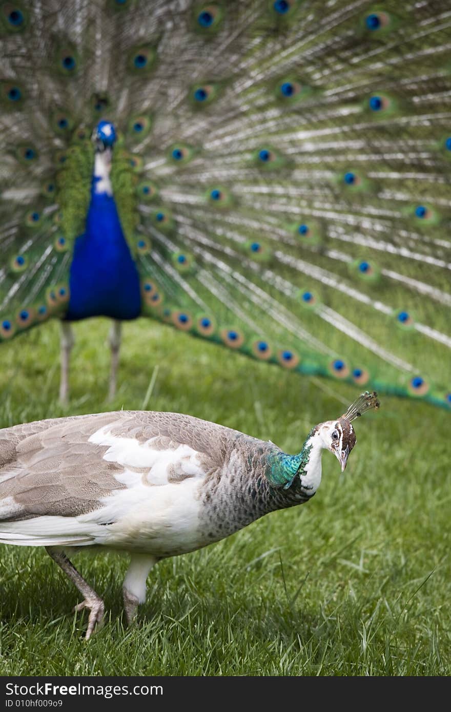 Beautiful peacocks in a garden. Beautiful peacocks in a garden