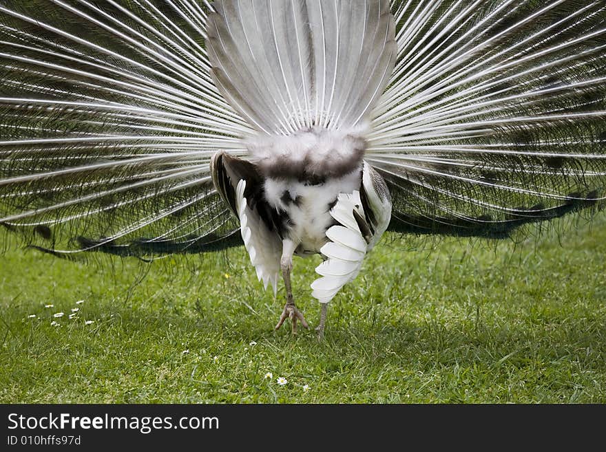 Beautiful peacock in a garden. Beautiful peacock in a garden