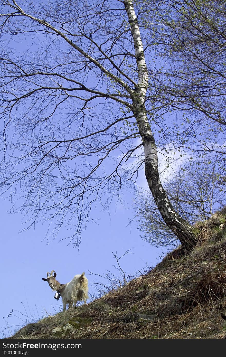 Image of a goat near a tree with blue sky