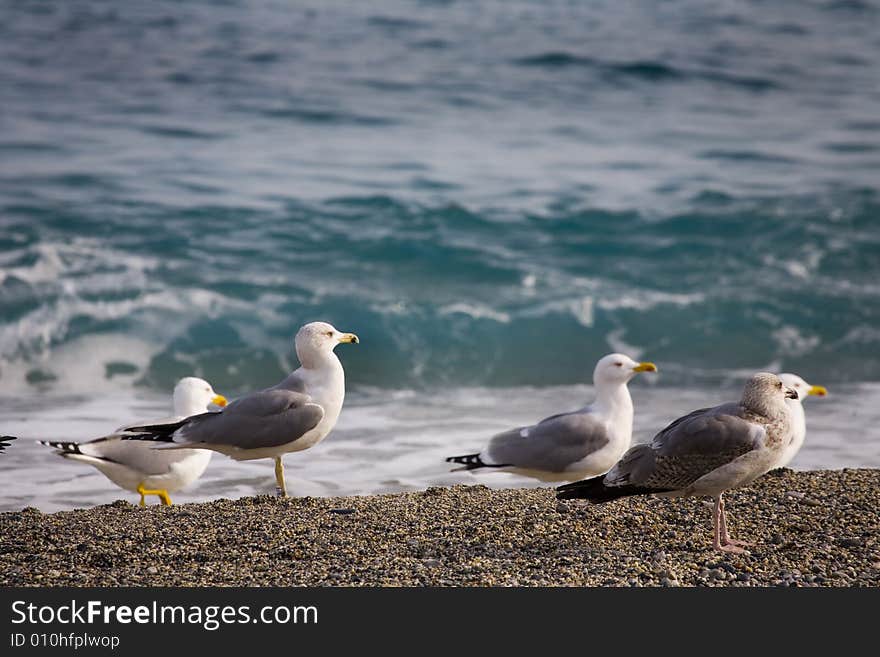 Beach and sea-cobs