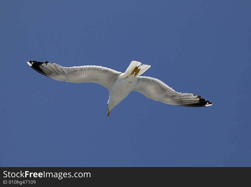 The freedom to fly like a sea-cob. The freedom to fly like a sea-cob