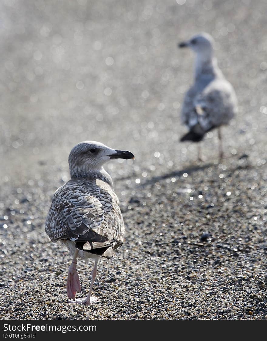 Sea-cobs on a stone beach. Sea-cobs on a stone beach