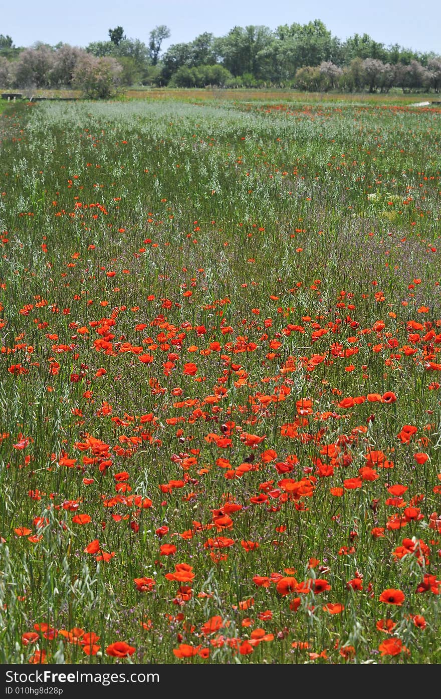 Poppies