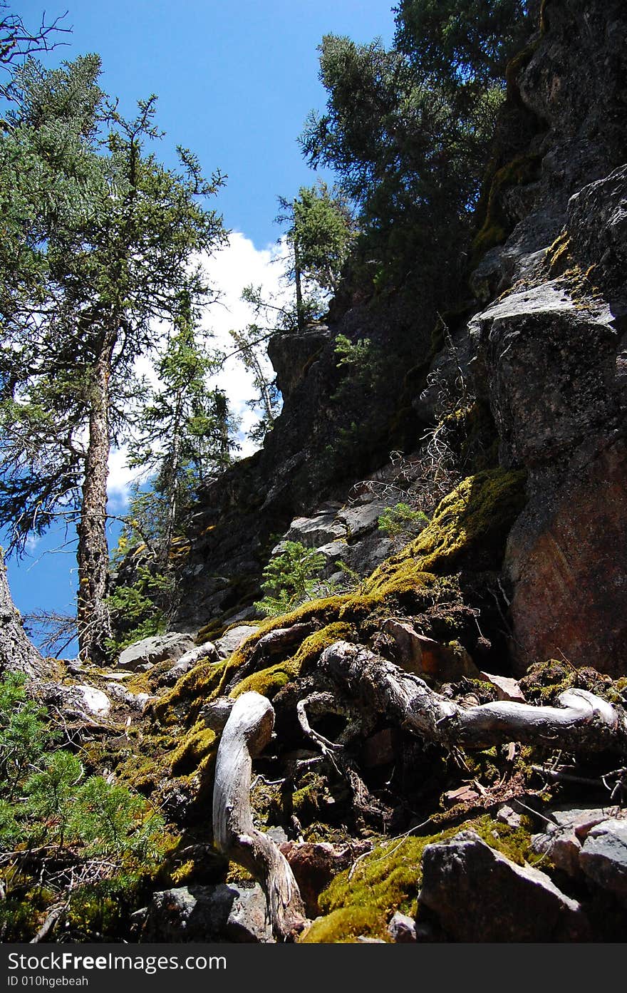 Plants and trees growing on the side of a mountain. Plants and trees growing on the side of a mountain.