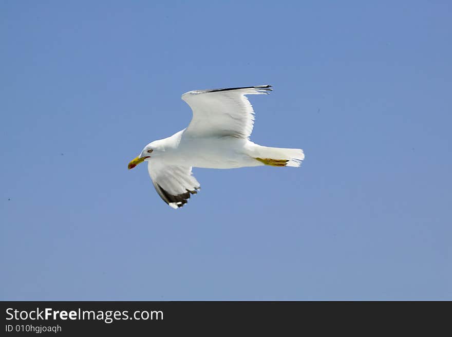 Flight of gull