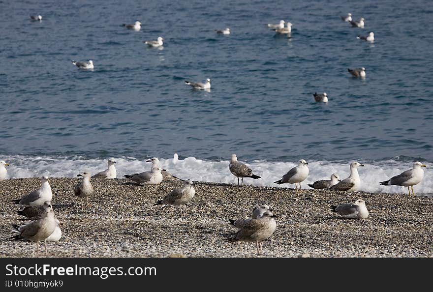 Sea-cobs on the beach and sea-wave. Sea-cobs on the beach and sea-wave