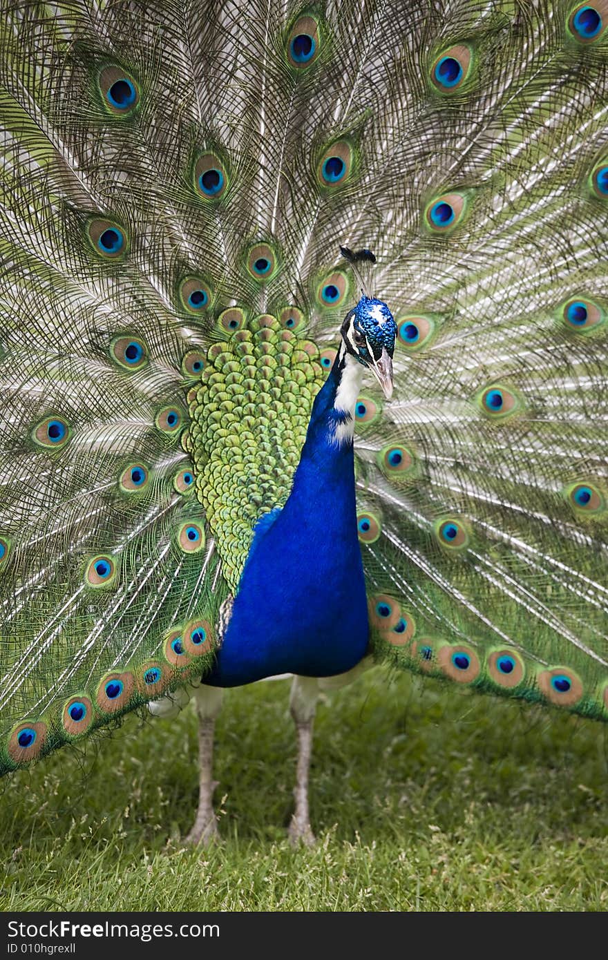 Beautiful peacock in full display. Beautiful peacock in full display