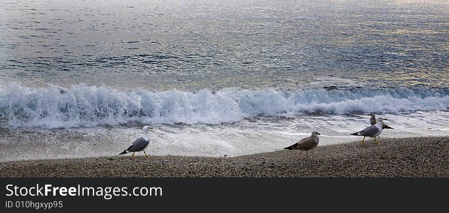 Beach and sea-cobs