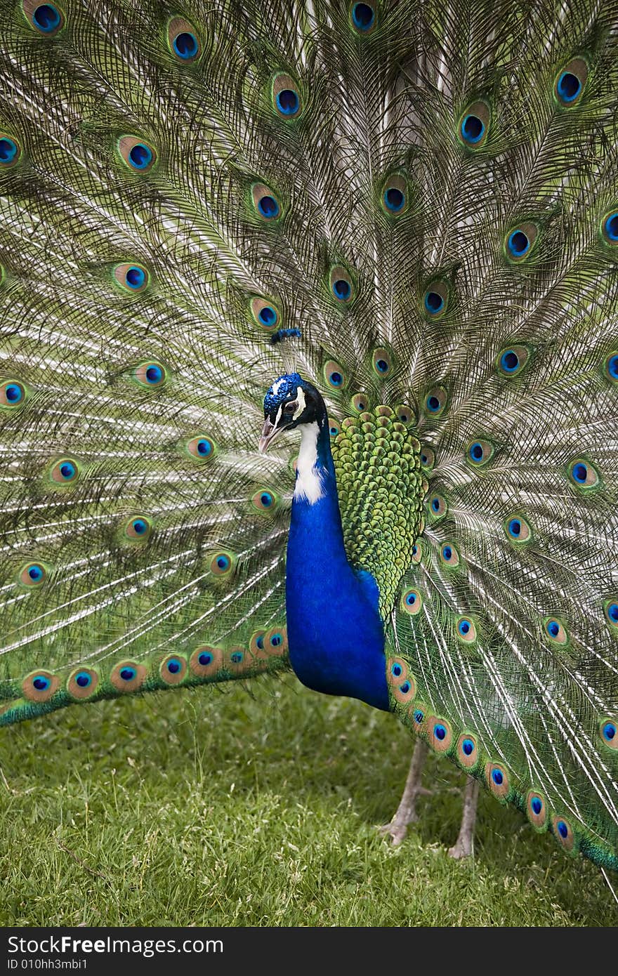 Beautiful peacock in full display. Beautiful peacock in full display