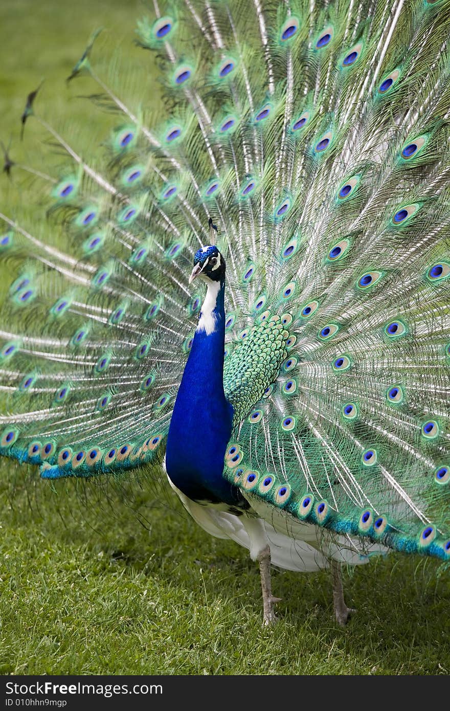 Beautiful peacock in full display. Beautiful peacock in full display