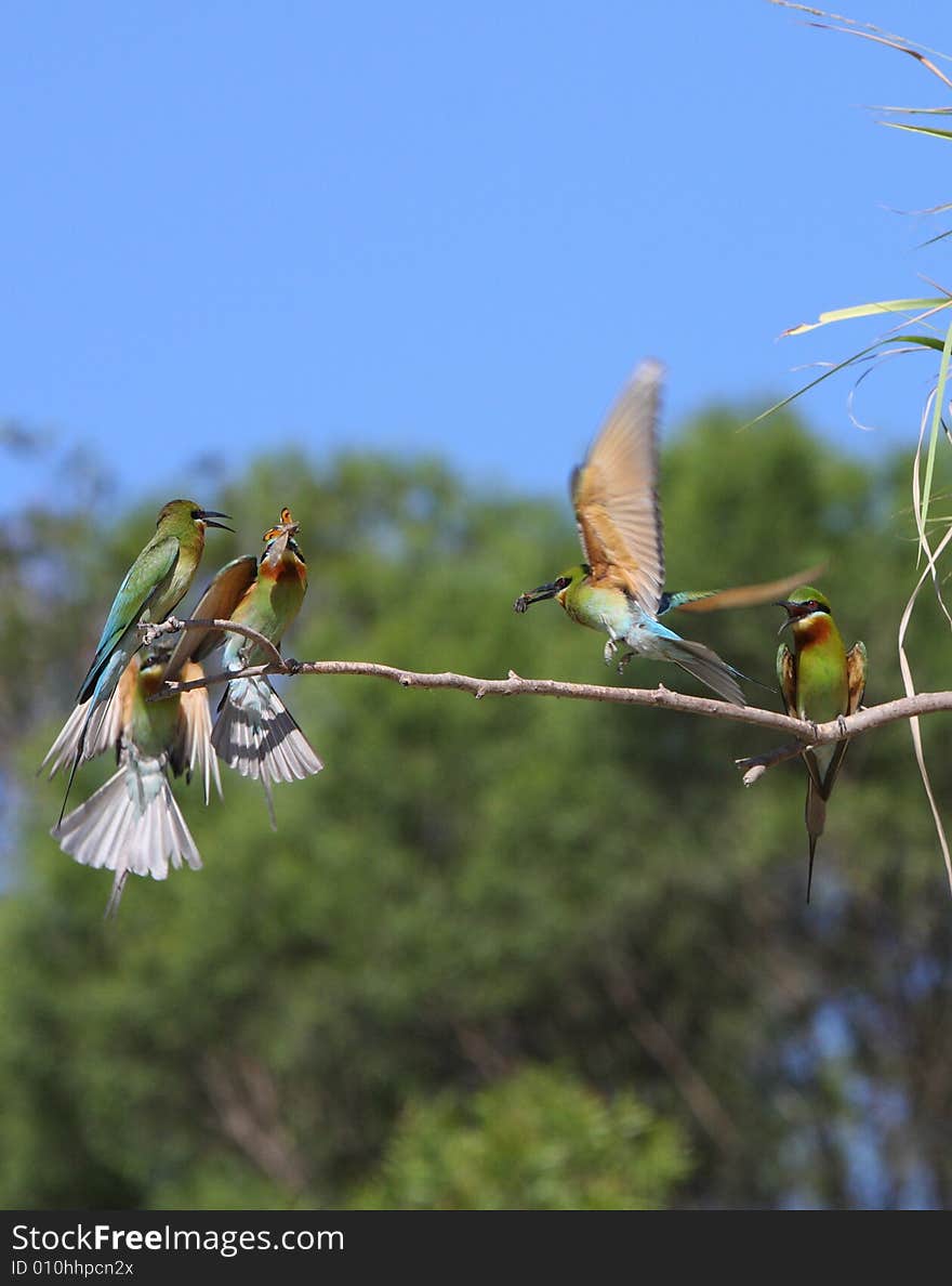 Bee-eater