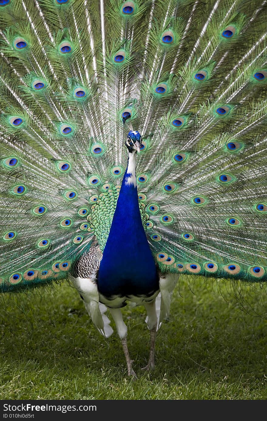 Beautiful peacock in full display. Beautiful peacock in full display