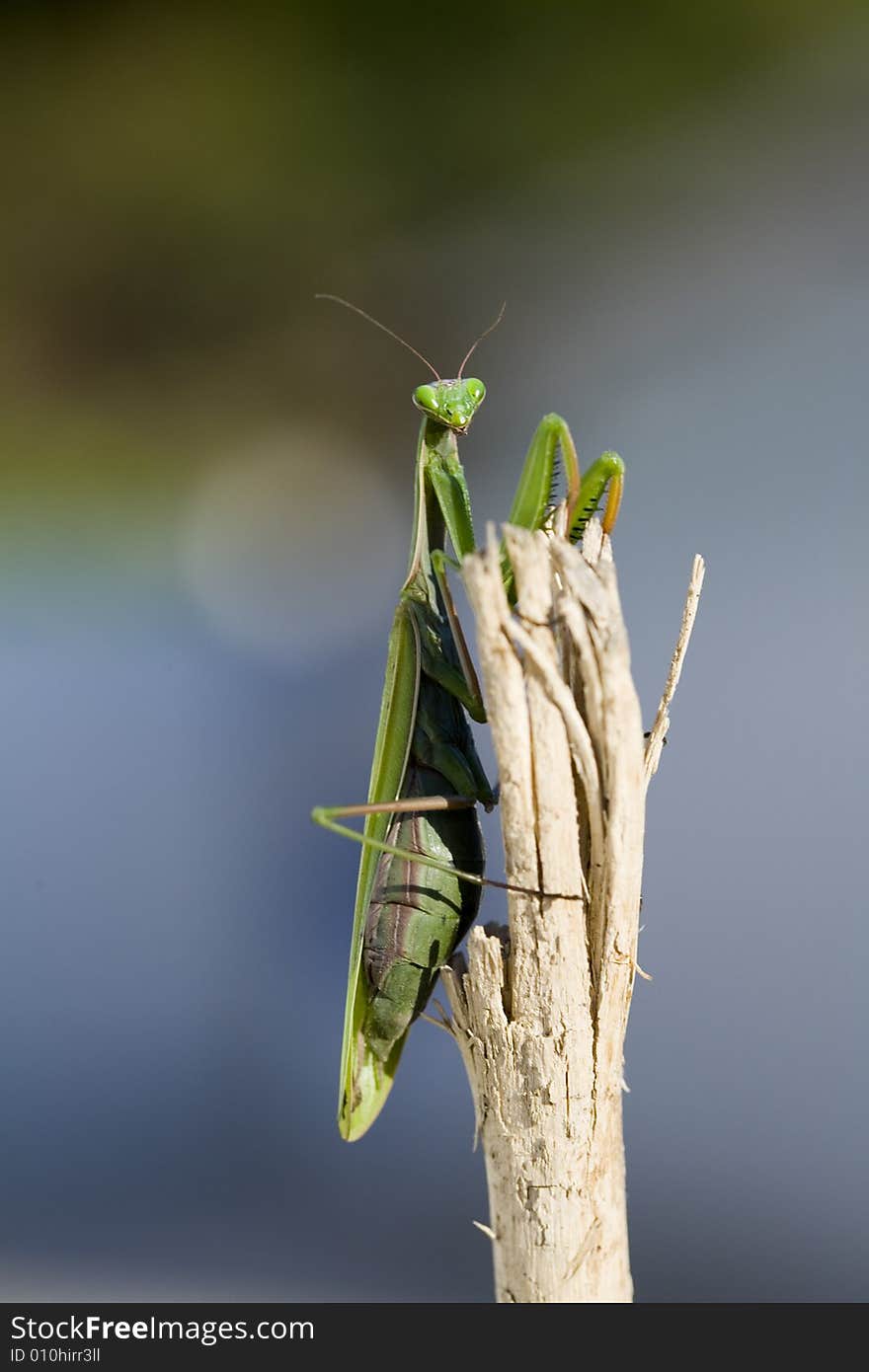 Praying mantis