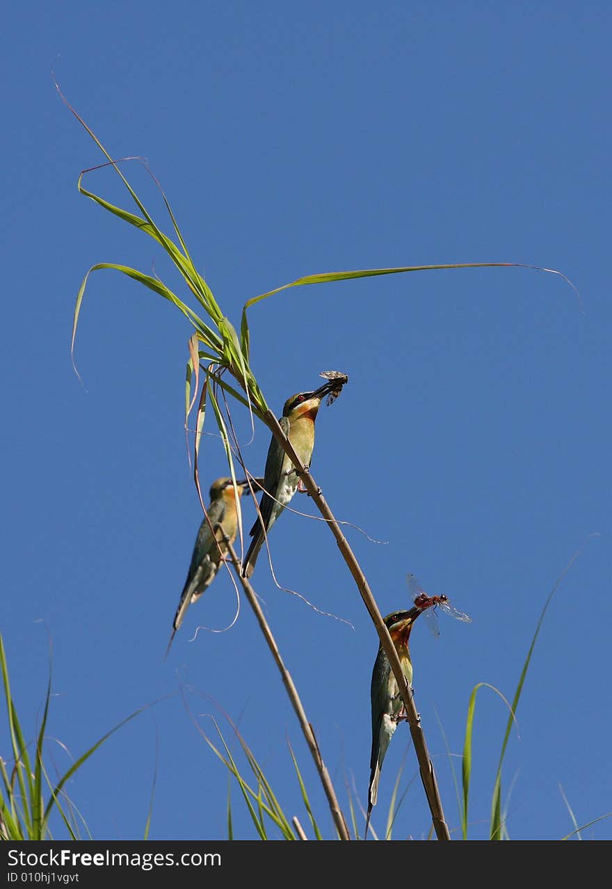 Bee eater is a kind of birds of Coraciiformes, meropidea. rare variety bird. Bee eater is a kind of birds of Coraciiformes, meropidea. rare variety bird