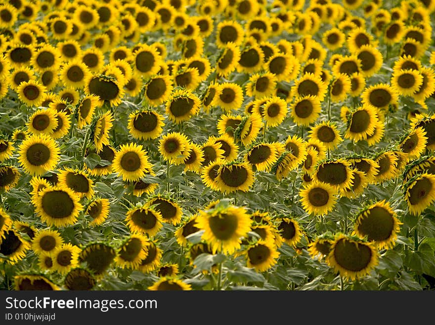 Wonderful field of yellow sunflowers