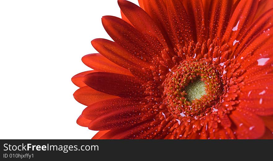 Red gerbera