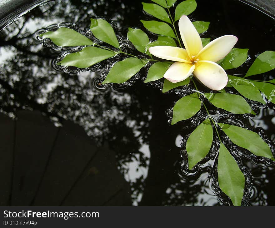 Frangipani