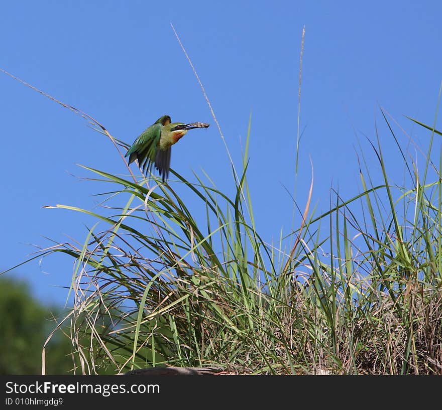 Bee eater is a kind of birds of Coraciiformes, meropidea. rare variety bird. Bee eater is a kind of birds of Coraciiformes, meropidea. rare variety bird