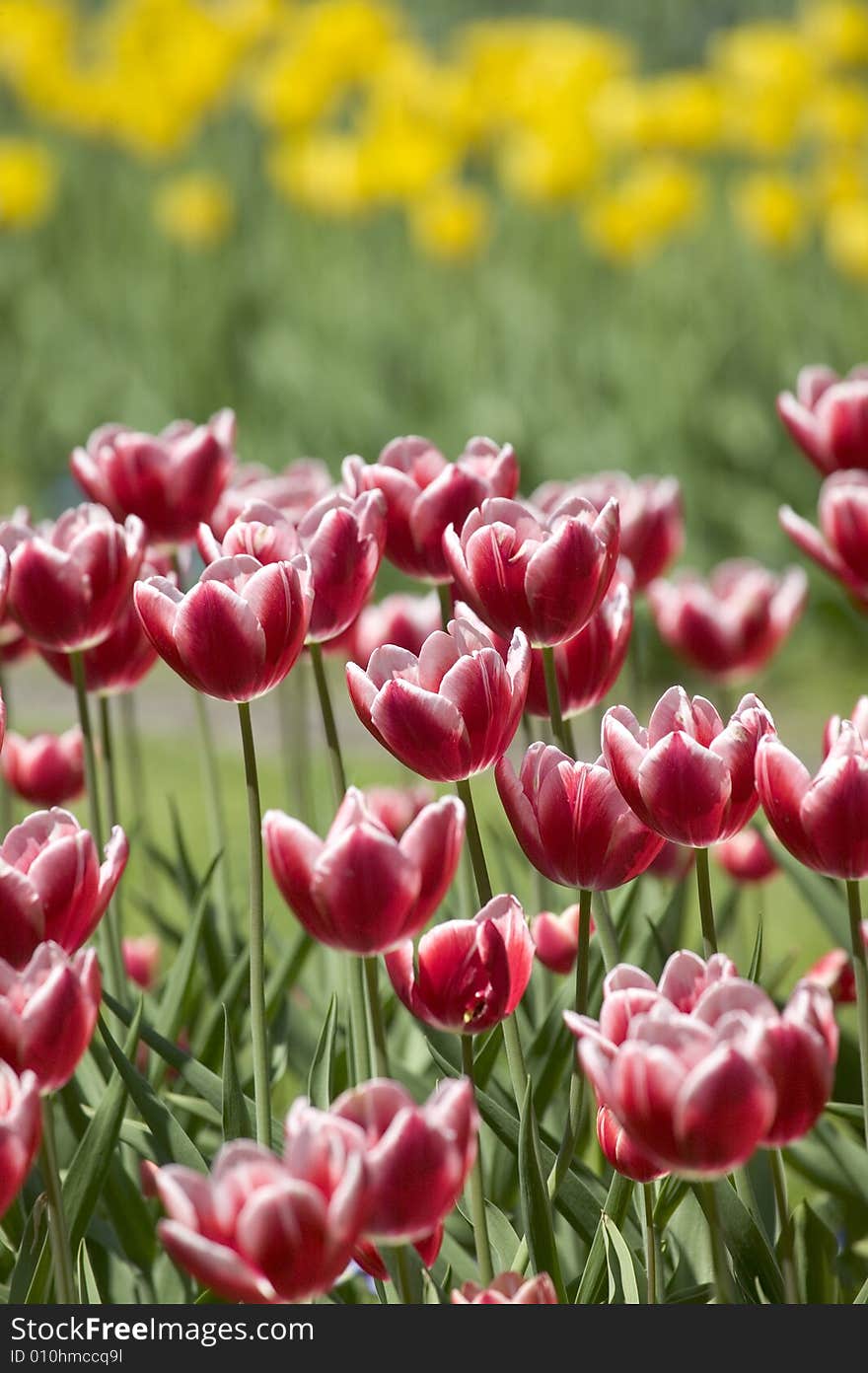 Red tulips