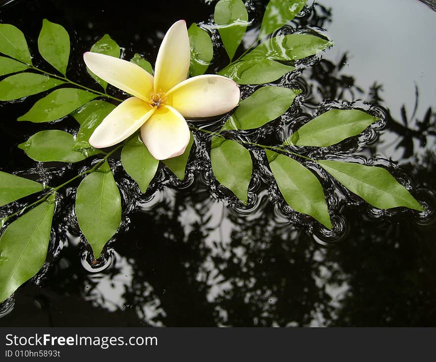 Frangipani