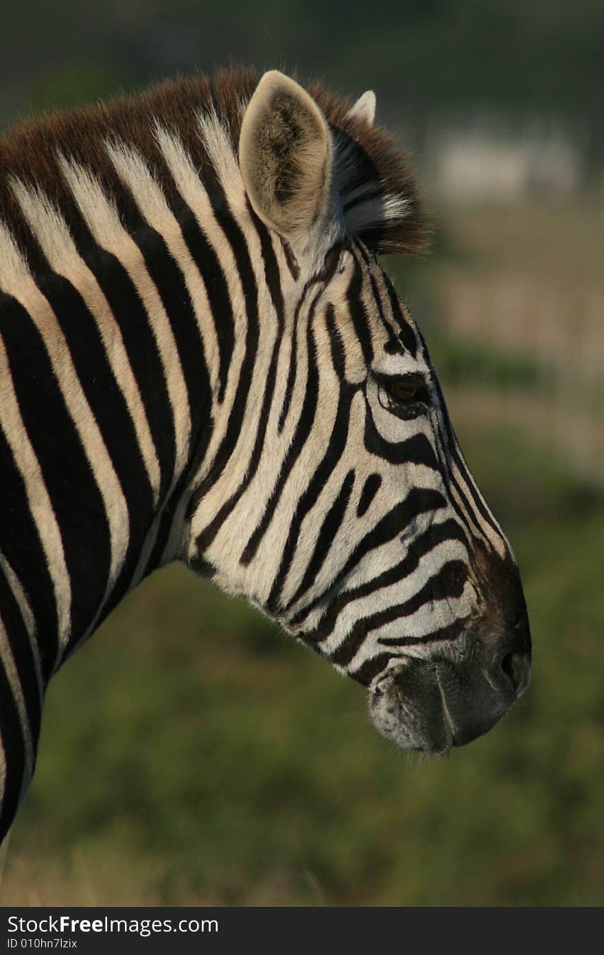 A portrait of an african zebra in a game park. A portrait of an african zebra in a game park