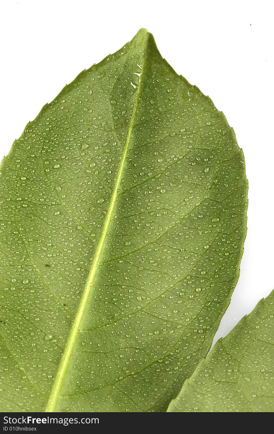 A green leaf with drop of water