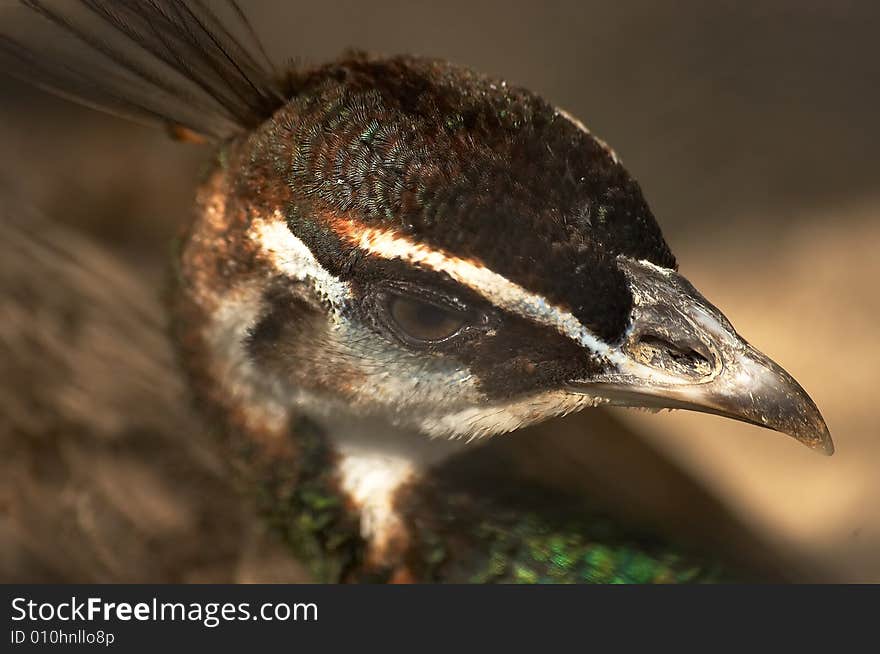 Head of the peafowl