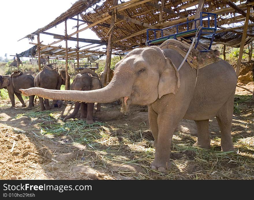 Elephant Spreading It S Nose