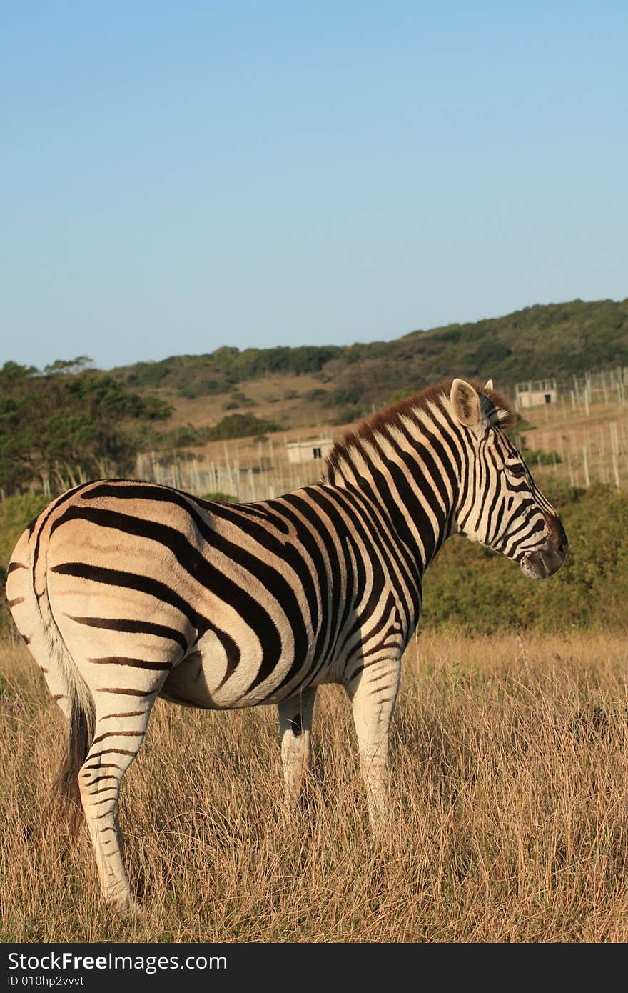 African Zebra