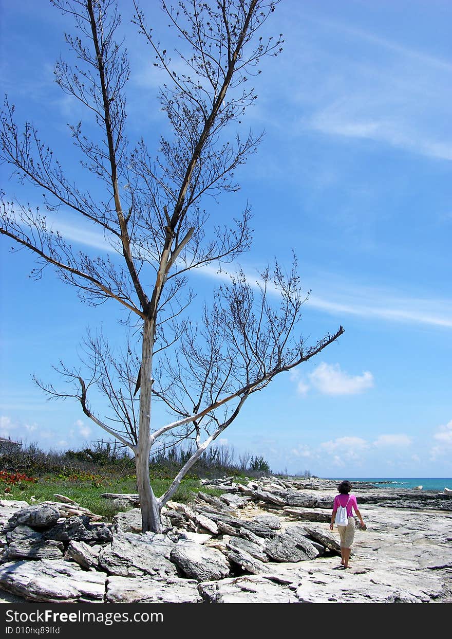 The girl passing by the dried-up tree on a hostile eroded beach in Freeport on Grand Bahama Island, The Bahamas.