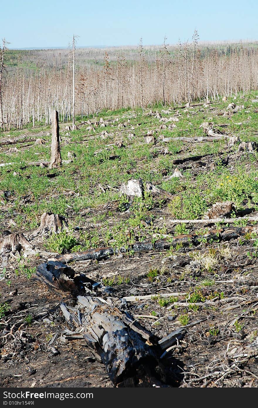 Forest after fire in glacier national park, usa. Forest after fire in glacier national park, usa