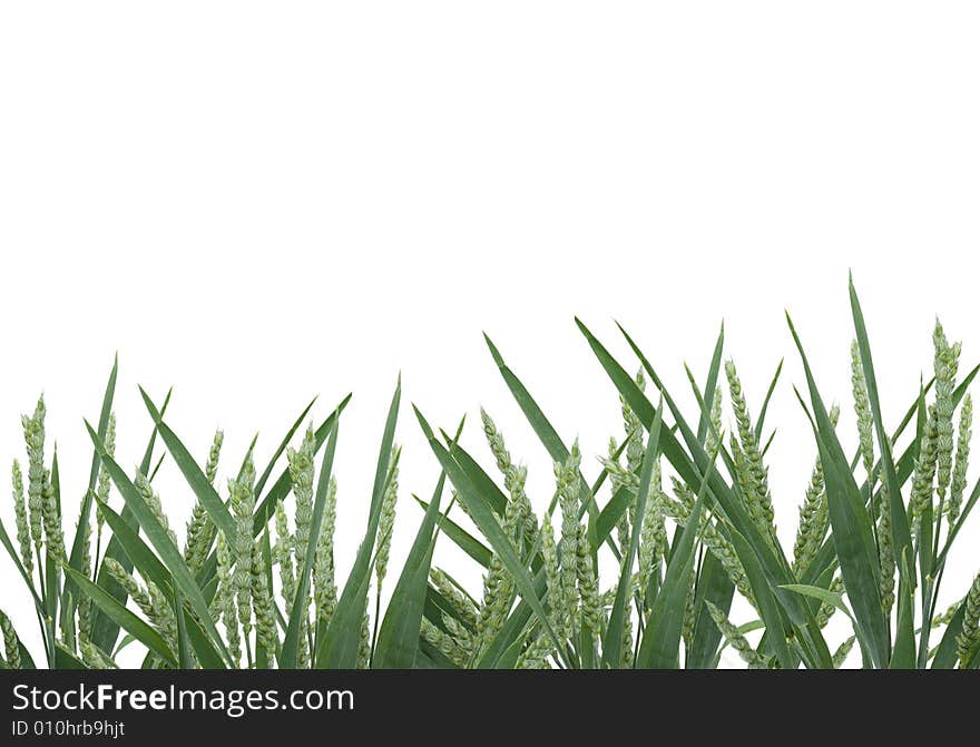 Green rye spikes on white background.