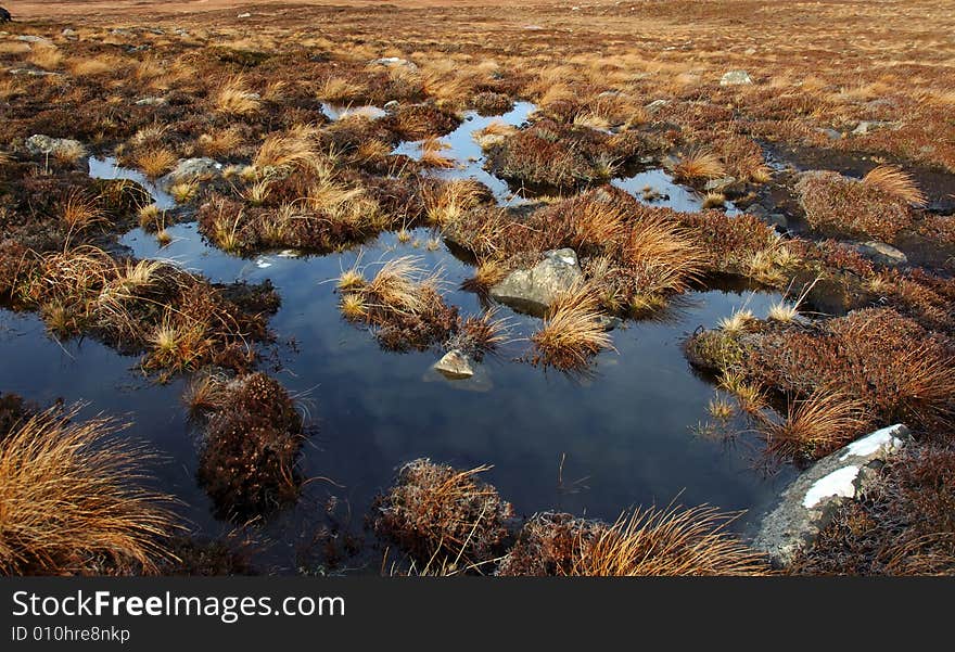 Bog Land