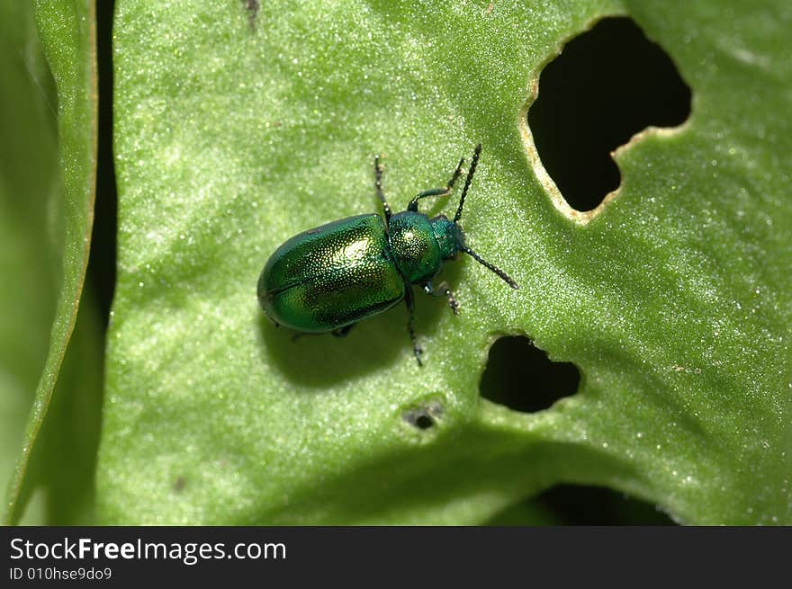 Bug and salad