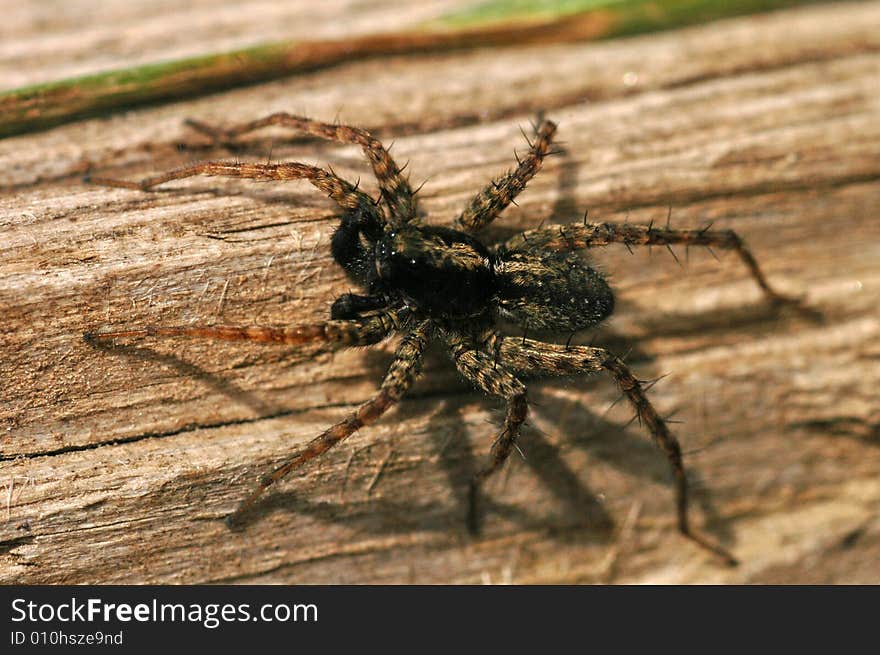 Wolf-spider