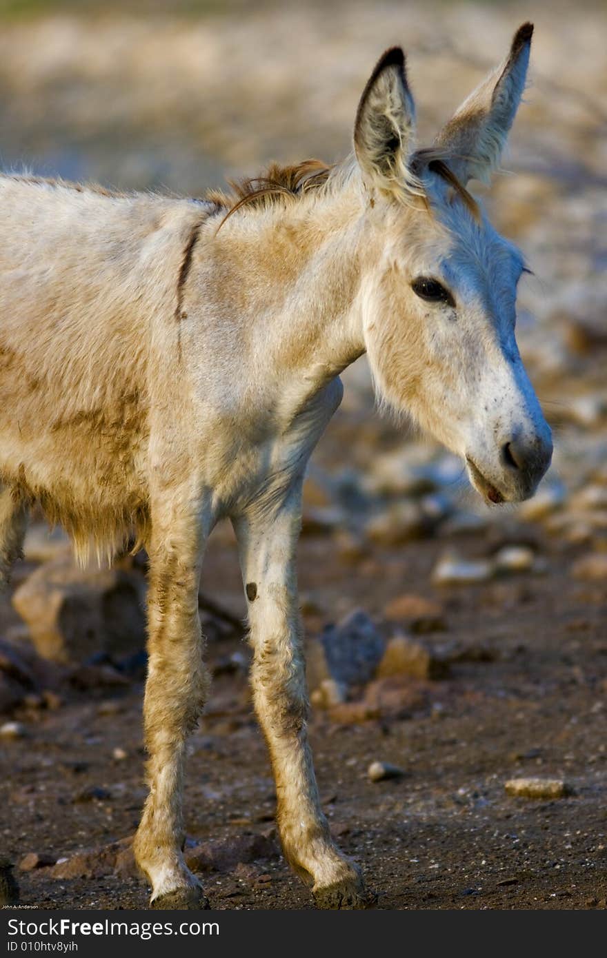 Spanish Donkey