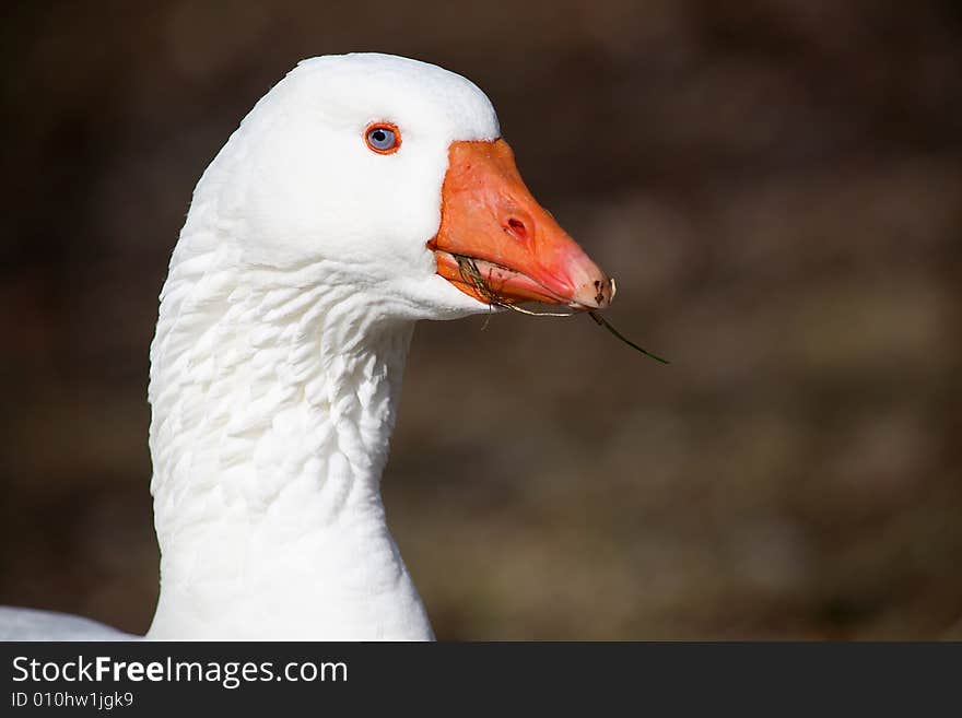 A partially tame white goose, he charged me shortly after the picture was taken. should have seen it in his eyes