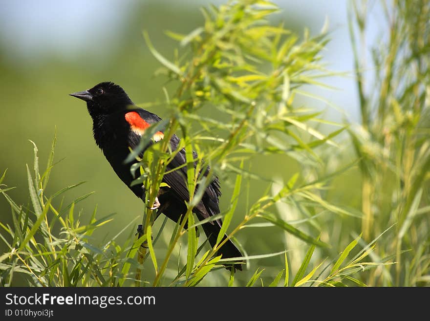 Red winged blackbird