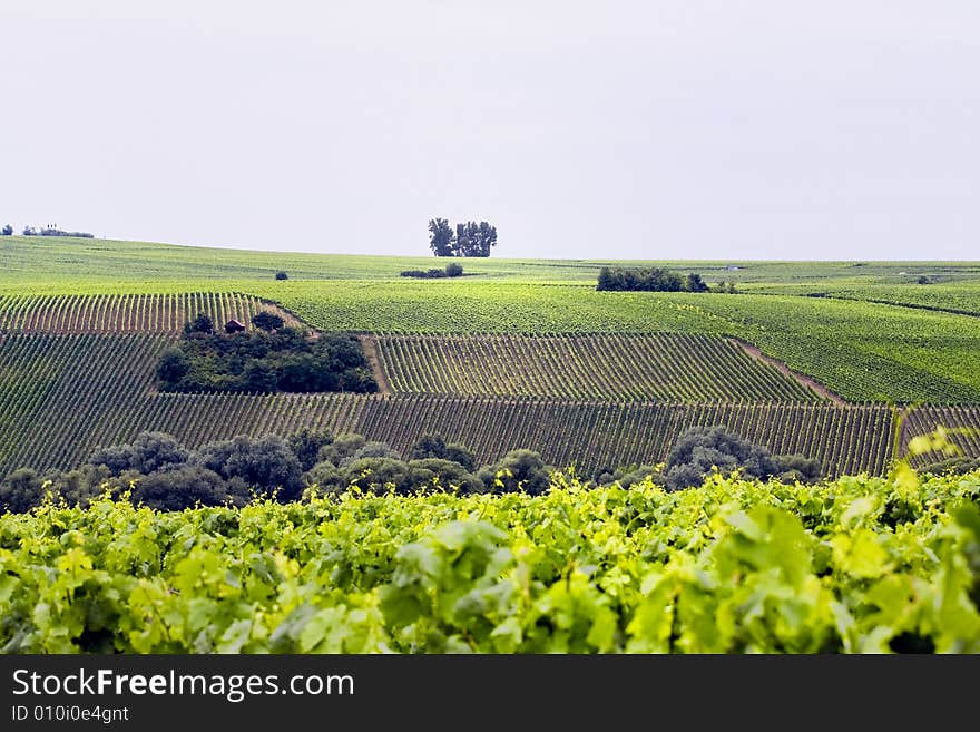 Wine valley near the river main in germany. Wine valley near the river main in germany