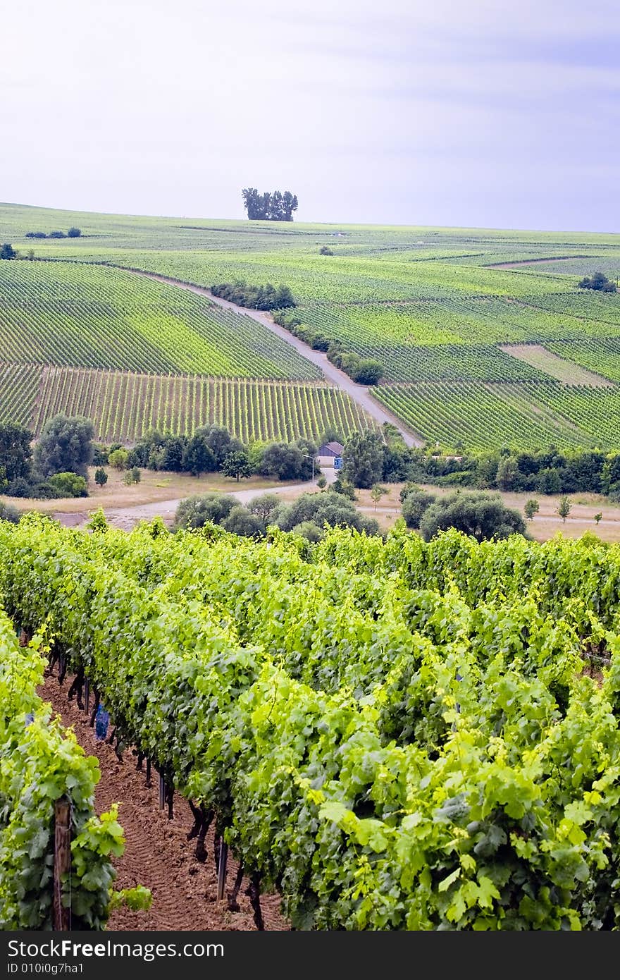 Wine valley near the river main in germany. Wine valley near the river main in germany