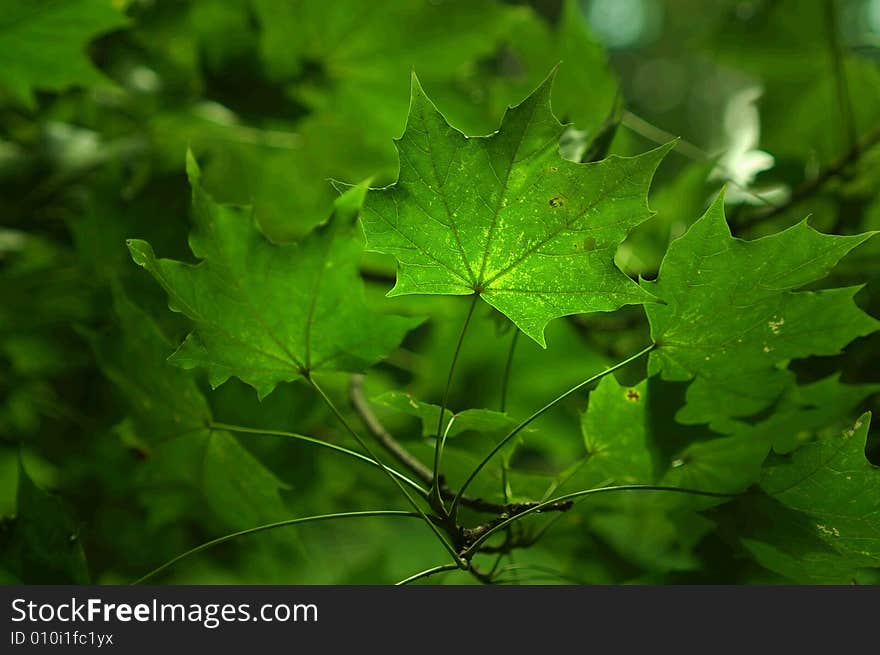 Leafs on the tree in summer. Leafs on the tree in summer.