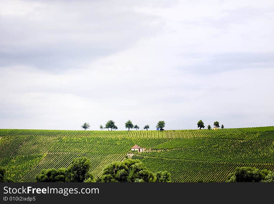 Hill With Vineyards