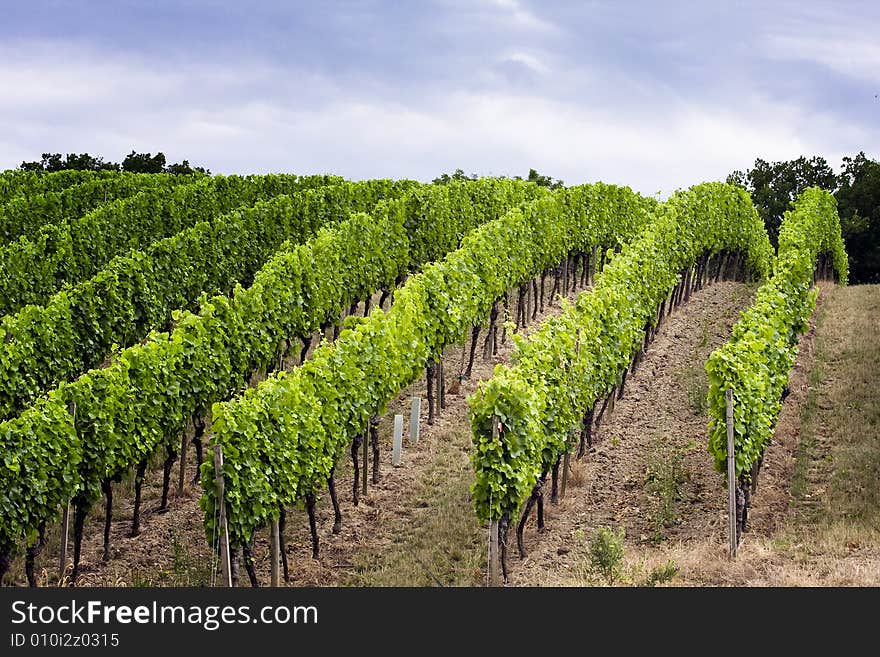 Wine valley near the river main in germany. Wine valley near the river main in germany