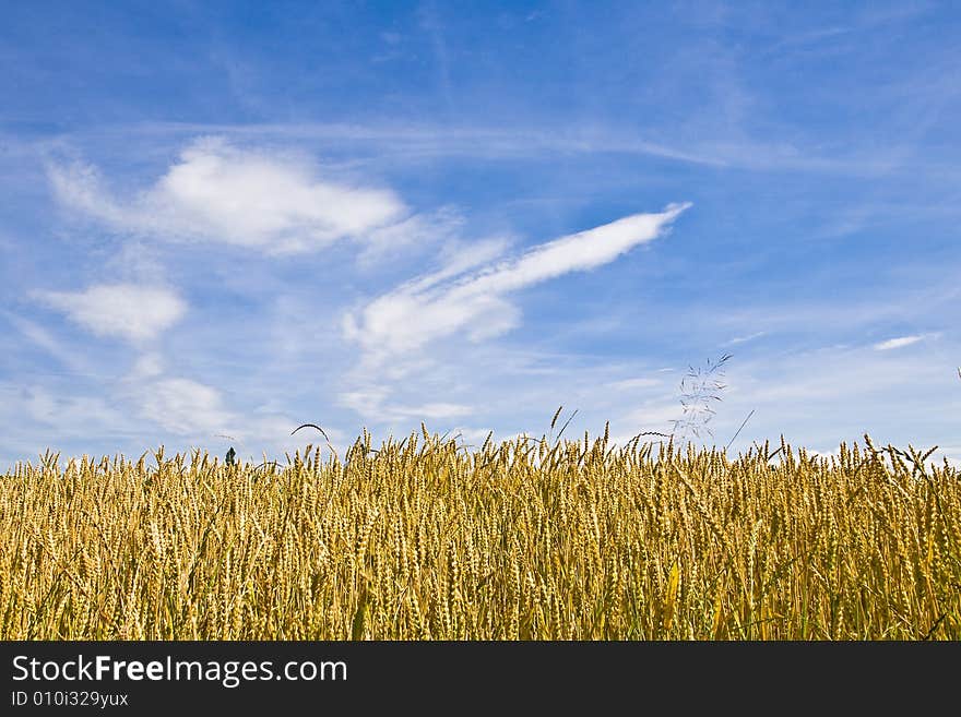 Wheat field