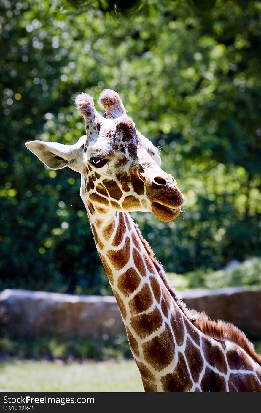 Giraffe lookin curious in the zoo of nurember g, germany