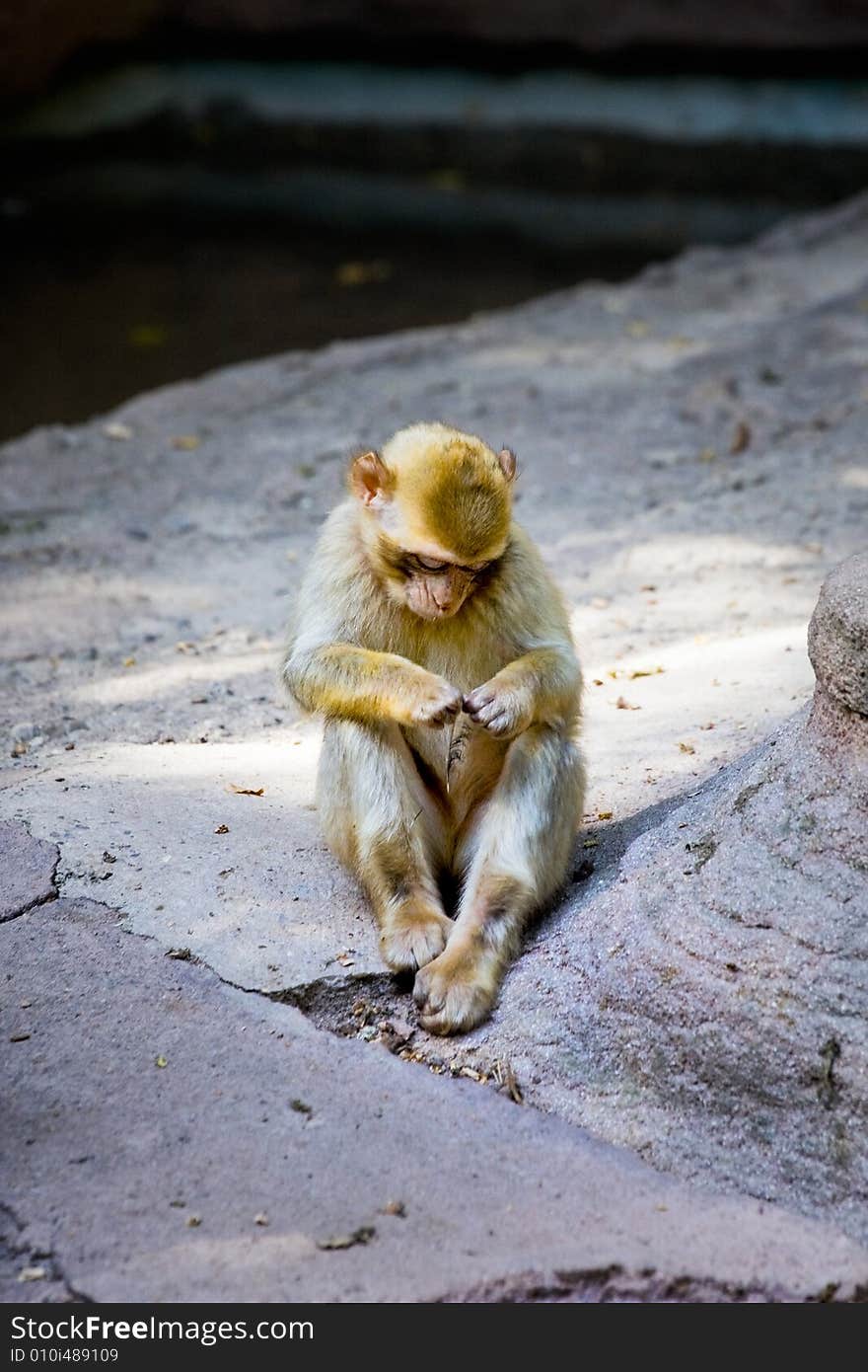 Monkey lost in thoughts