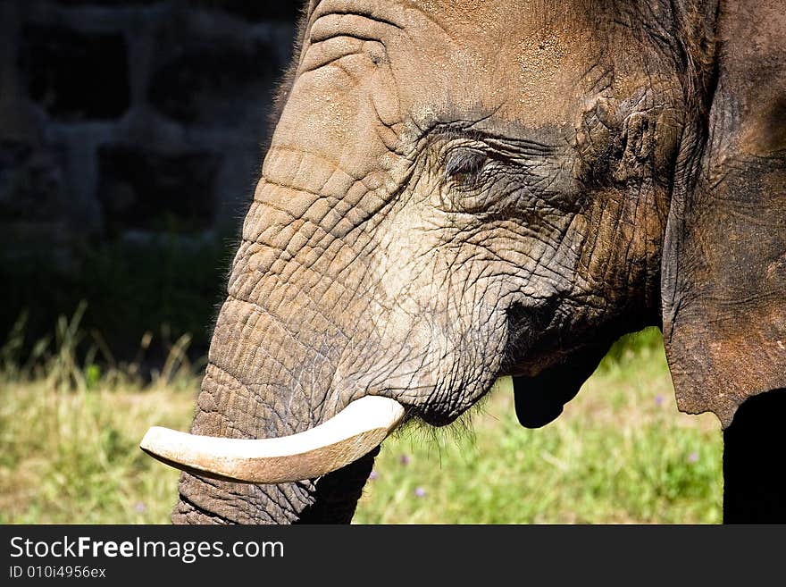 Young elephant